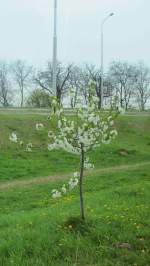 Ein junger, blhender Zierobstbaum in Bratislava.(7.4.2012)