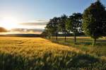 Abendstimmung in der Voreifel bei Bad Mnstereifel. Kornfeld und Bume im letzten Licht des Tages - 08.06.2012