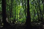 Streulicht im Wald auf der Erpeler Ley (nrdlich von Linz/Rhein) - 15.08.2012