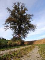 Ein alter knorriger Birnbaum weist den Weg; 121014
