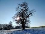 Die Sonne schiesst ihre Strahlen durch das laublose Geäst eines Birnbaumes; 121209