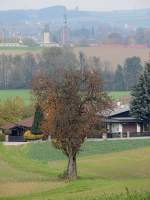 Birnbaum mit Kirchenblick; Turm d. Stadtpfarrkirche Ried u. im Hintergrund Kirche von Tumeltsham; 121101