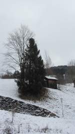 Kahle Ulme und Fichtenbaum stehen alleine neben einer Scheune.(3.2.2013)