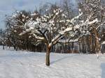 Apfelbaum und Nistkasten haben eine Schneeverzierung erhalten; 130119