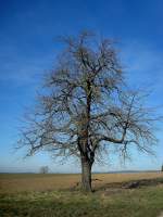 alleinstehender Birnbaum in der Rheinebene wartet auf den Frhling, Feb.2012