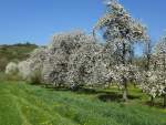 Kaiserstuhl, blhende Birnbume bei Ihringen, 24.April 2013