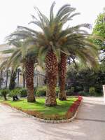 Palmen in der Kroatischen Stadt Opatija; 130426
