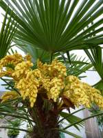 Hanfpalme, mit auffälligem Blütenstand, gehört zu den kälteverträglichen Palmenarten und wird deshalb in unseren Breiten als Zierbaum genutzt, Mai 2013