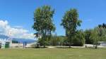 Zwei große Pappelbäume am Ufer des Faaker Sees in Faak.(2.7.2013)