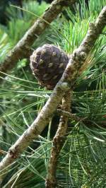 Zirbenzapfen hngt am Baum.(09.07.2013)