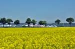 Raps in voller Blüte, sattes Grün der Bäume und im Hintergrund die bunte Industrieanlage (DM in Weilerswist) - 19.05.2013