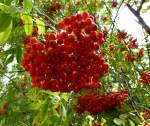 Eberesche oder Vogelbeerbaum, die reifen Früchte werden zu Schnaps und Konfitüre verarbeitet, war in Deutschland 1997 Baum des Jahres, Aug.2013