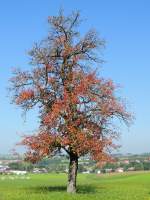 Birnbaum im Frhherbst; 130928