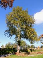 Platane (Platanus) an der Grundgrenze des Rieder Bahnhofes wurde mit der Registrierungsnummer BB-17495 versehen; 131013