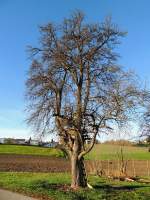 Birnbaum mit kleinem Baumhaus; 131110