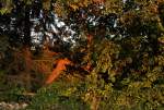  Baumverhau  im morgendlichen Rot der Sonne - 02.10.2013