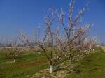 Blühende Aprikosenplantage in der Rheinebene, März 2014