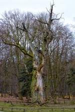 Tiergarten Ivenack mit seinen bizarr wirkenden 1000 jährigen Eichen.