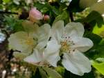 Blüten des Kulturapfelbaumes Jakob Lebel, aufgrund seiner fettigen Schale auch Schmierling genannt; 140426