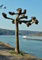 Gestutzter Baum am Rheinufer in Remagen - 28.03.2014