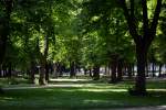 Schattenspendende Bäume am Uni-Park in Bonn - 15.06.2014