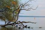 Ein abgestorbener Baum wird von Blässhünern zur Gefiederpflege genutzt. - 19.09.2014