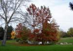 Herbstbäume an einem Teich im Freizeitpark Rheinbach - 14.11.2014