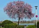  Every year the same procedure , Zierkirschenblüte in Bonn - 09.04.2015