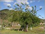 Was ist das für ein Baum? Er steht in Barca d'Alva im Dourotal an der Grenze zu Spanien. Das nächste Bild zeigt eine Detailaufnahme. 04.05.2015