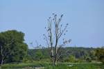 Ein abgestorbener Baum wird von Kormoranen als Rastplatz genutzt.