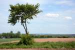 Einzelbaum bei Eu-Stotzheim, am Horizont das Siebengebirge - 08.05.2015