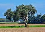 Einzelbaum zwischen 2 Äckern bei Rheinbach - 11.09.2015