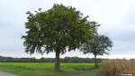 Herbstlich geht es zu bei einem Spaziergang bei Raesfeld (Münsterland, NRW - Oktober 2012)