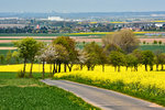 Blick von der ersten Eifelanhöhe über Rapsfelder, Baumreihe, Vororte von Euskirchen bis Köln-Hürth - 21.04.2016