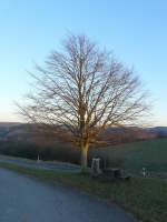 Die letzten Sonnenstrahlen eines kalten Wintertages tauchen diesen Baum in ein ganz besonderes Licht.