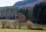 Verschiedene Baumarten ergeben ein harmonisches Bild. Foto aufgenommen in der Nhe von Mecher/Clervaux (Luxemburg) am 02.01.08.