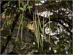 Die Früchte des Trompetenbaums (Catalpa bignonioides), gesehen in der Fußgängerzone von Zeven. Seine natürliche Heimat ist der Südosten der Vereinigten Staaten. 29.09.2018