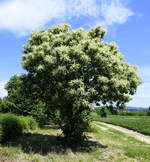 junge Edel-oder Esskastanie in voller Blüte, war Baum des Jahres 2018, gesehen in der Rheinebene, Juni 2019