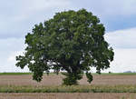 Einzelbaum auf einem Acker bei Rheinbach - 02.10.2019