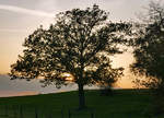 Abendsonne hinter einem Baum bei Eu-Kirchheim - 23.10.2019