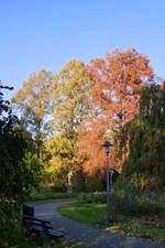 Bad Krozingen, Sumpfzypressen im Herbstkleid im Kurpark, November 2019