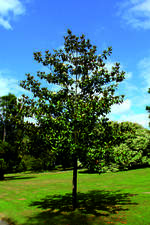 Magnolia grandiflora im Botanischem Garten Solingen vom 07.07.2019