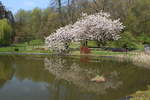 Prunus serrulata Kanzan am Teich des Botanischem Garten Solingen vom 14.04.2019