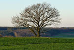 Einzelbaum im Abendlicht bei Eu-Kirchheim - 21.03.2020