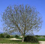 Walnußbaum in voller Blüte, die männlichen und weiblichen Blüten befinden sich auf einer Pflanze und werden durch den Wind bestäubt, April 2020