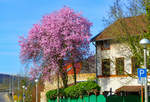 Blühender Magnolienbaum in Remagen - 16.03.2020