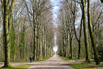 Waldwegallee beim Schloß Augustusburg in Brühl - 28.03.2020