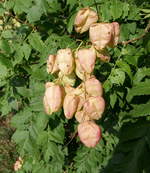 Blasenbaum-Blasenesche, die lampionartigen Früchte aus pergamentartigen Kapseln enthalten drei erbsengroße Samen, Aug.2020