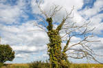 24.9.2020 - Auf einer Radtour durch den Zeteler Esch entdeckte ich diesen abgestorbenen Baum überwuchert mit Hopfen