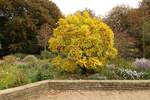 Herbstlicher Oktober im Hamburger Stadtpark am 20.+23.10.2020 /